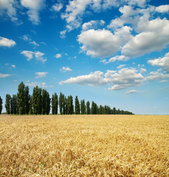 Wheat with trees — Stock Photo, Image
