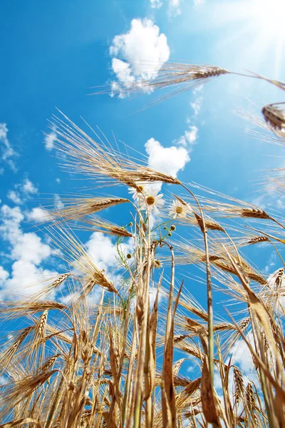 Chamomiles s pšenicí — Stock fotografie