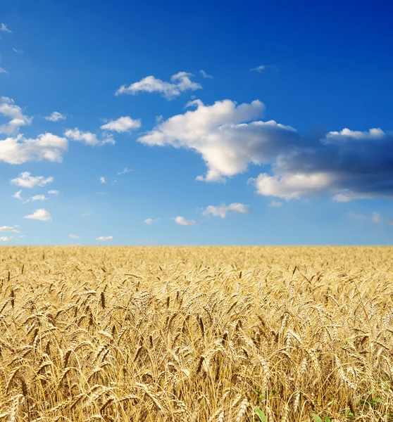 Altın buğday başakları — Stok fotoğraf
