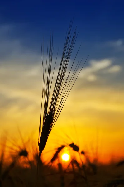 Pôr do sol dourado sobre colheita — Fotografia de Stock