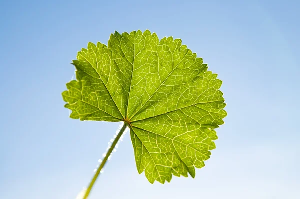 Grönt blad på himlen — Stockfoto