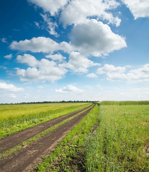 Landelijke weg in groene veld — Stockfoto