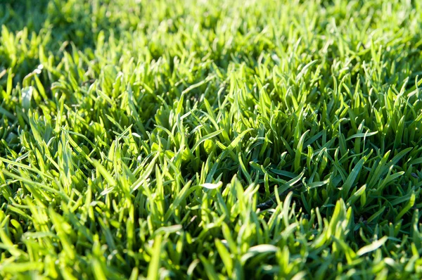 Зелена трава — стокове фото
