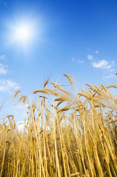 Gold ears of wheat with sun — Stock Photo, Image