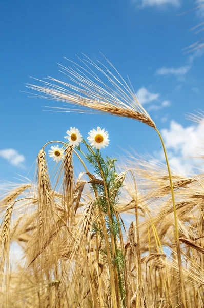 小麦穗和洋甘菊 — 图库照片