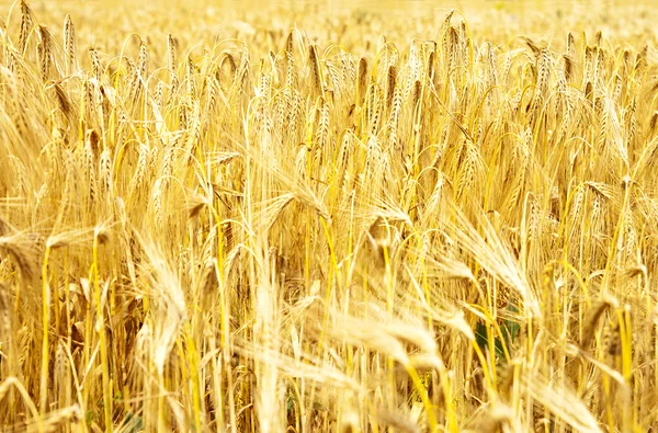 Épis d'or de blé — Photo