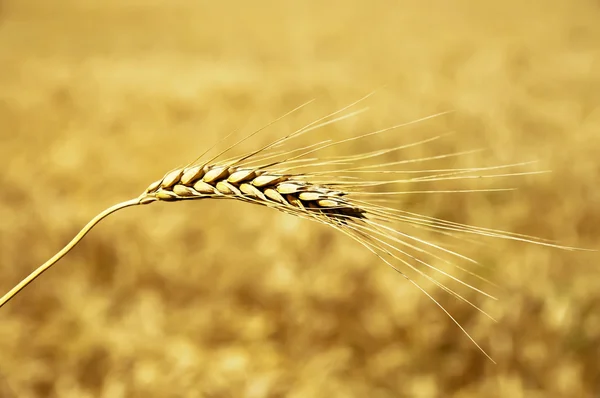Golden wheat ear — Stock Photo, Image