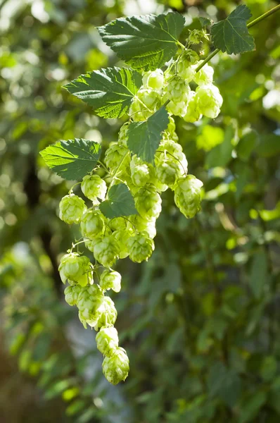 Green hops — Stock Photo, Image
