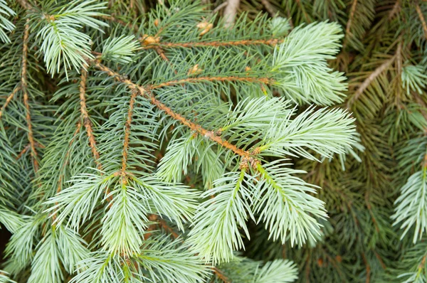 Pine grenar — Stockfoto
