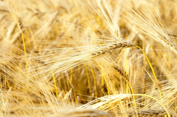 Golden wheat ears — Stock Photo, Image