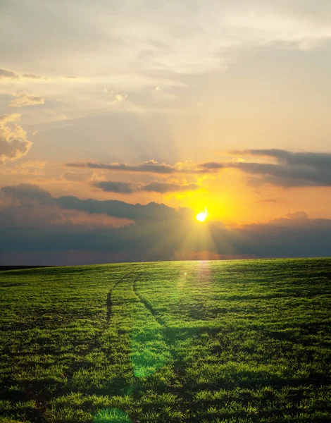 Groene veld op zonsondergang — Stockfoto