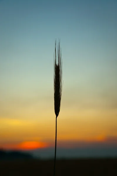 Pôr do sol no campo — Fotografia de Stock