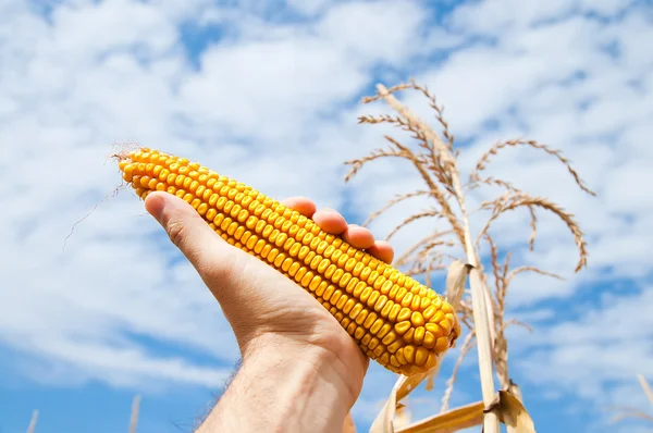 Maize in hand — Stock Photo, Image