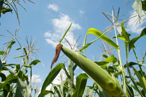Zielona kukurydza — Zdjęcie stockowe