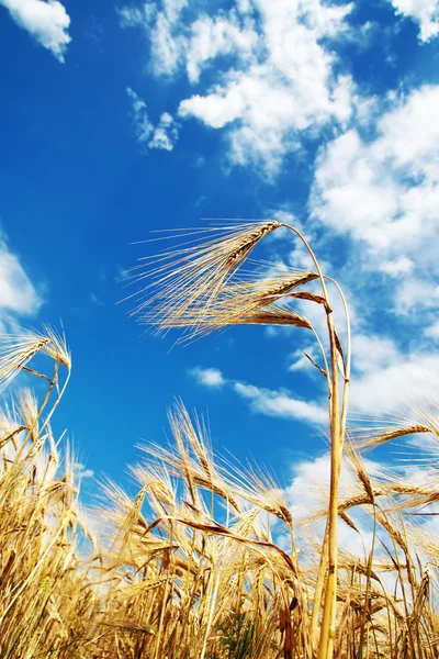 耳の小麦 — ストック写真