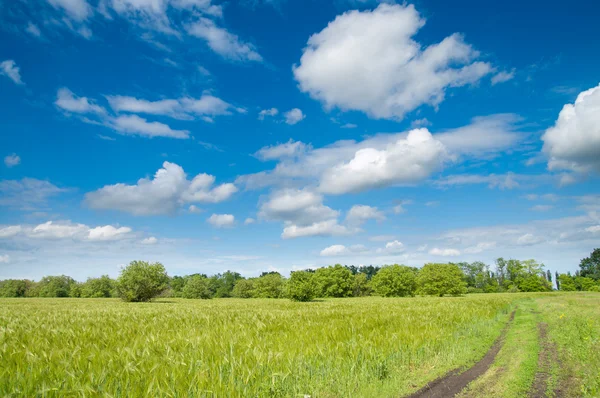 Дорога в зеленом поле — стоковое фото