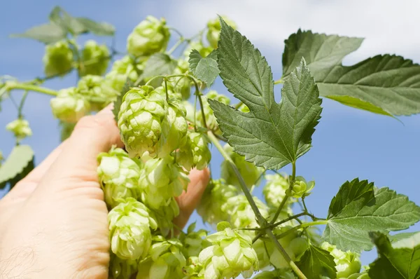 Hops in hand — Stock Photo, Image