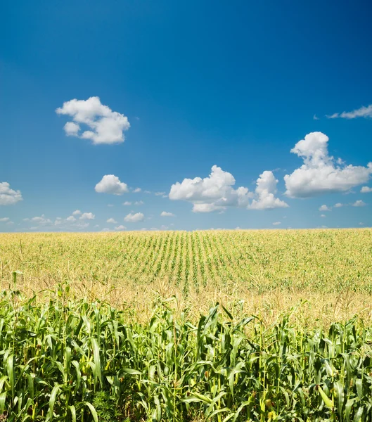 Field with corn — Stock Photo, Image