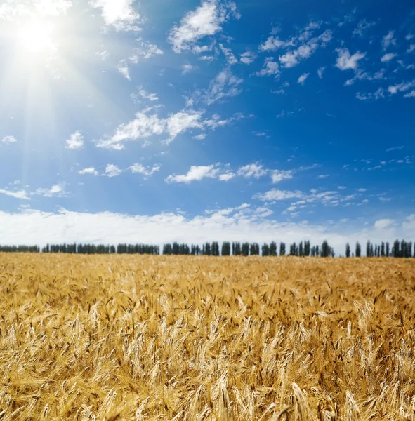 Feld mit Weizen — Stockfoto