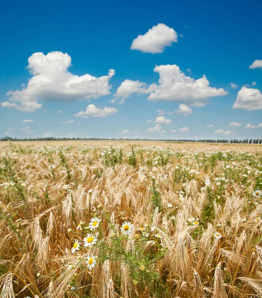 大麦と花を持つフィールド — ストック写真