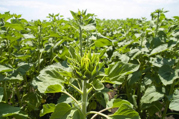 stock image Green sunflowers