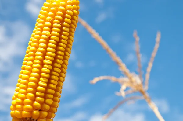 Золотой кукурузы — стоковое фото