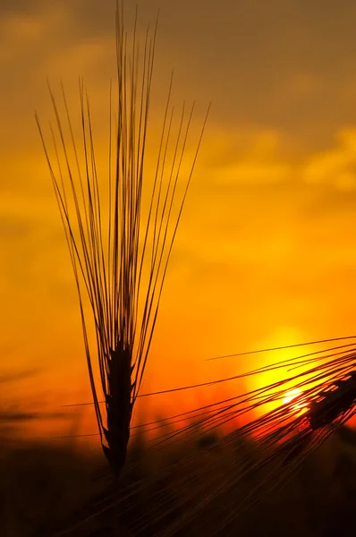 Rijp tarwe op zonsondergang — Stockfoto