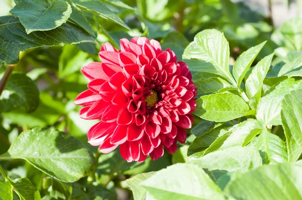 Flower of dahlia — Stock Photo, Image