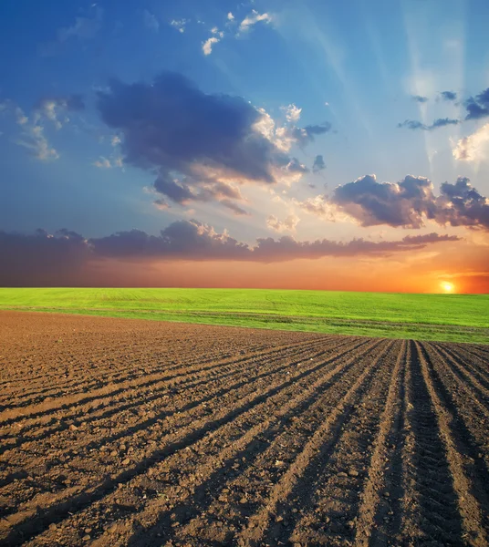 Field and sunset — Stock Photo, Image