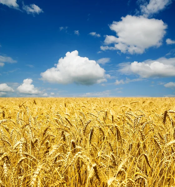 Altın buğday başakları — Stok fotoğraf