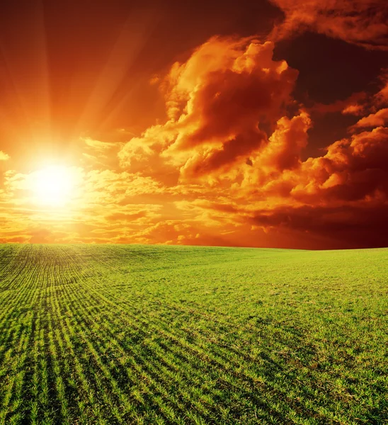 Campo verde e vermelho por do sol — Fotografia de Stock