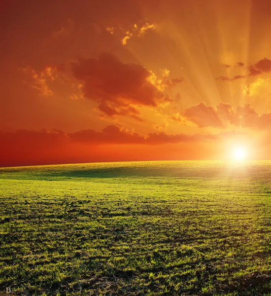 Zelená pole a rudý západ slunce — Stock fotografie