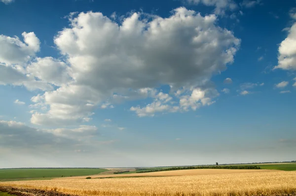 Поле спелой пшеницы — стоковое фото