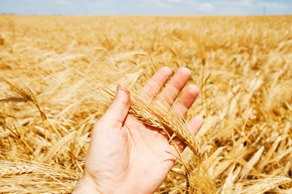 Harvest in hand — Stock Photo, Image