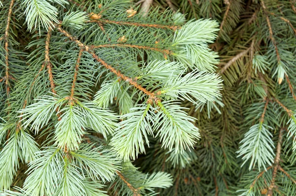 Zelená větev borovice — Stock fotografie