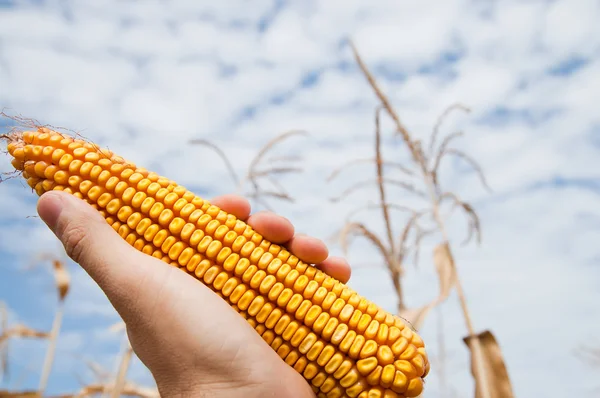 Кукуруза в руке — стоковое фото