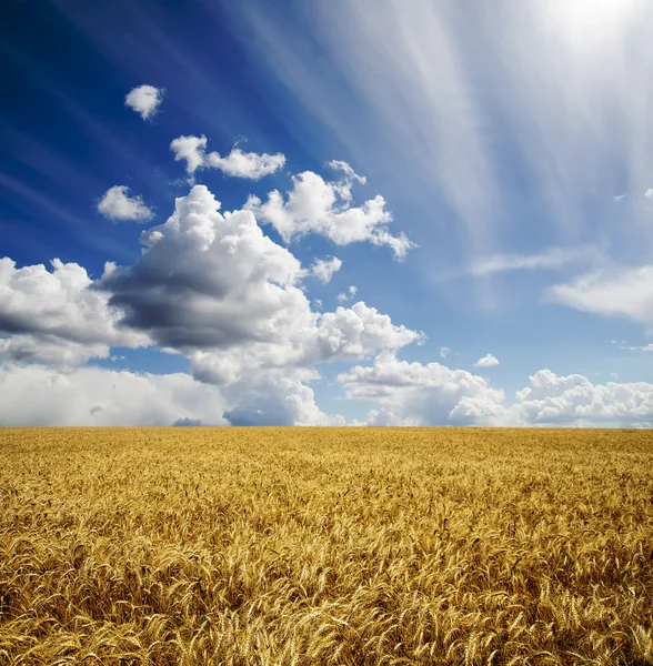 Field with barley — Stock Photo, Image