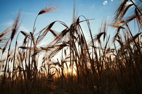 Weizen bei Sonnenuntergang — Stockfoto