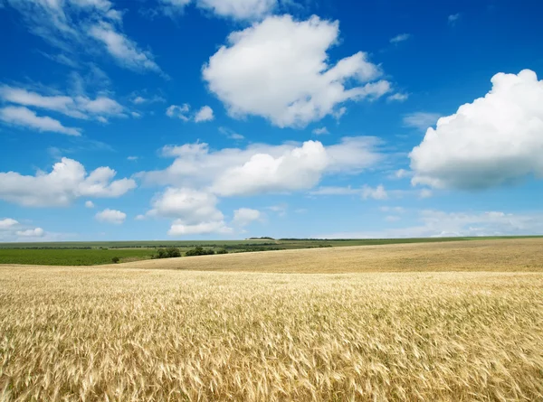 大麦とフィールド — ストック写真