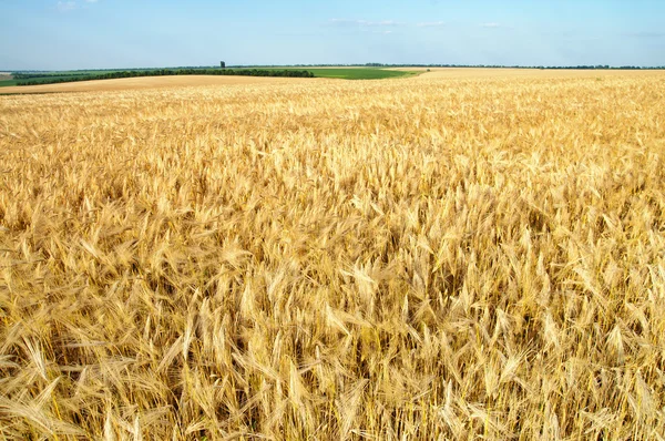 Поле цвета спелой пшеницы золото — стоковое фото