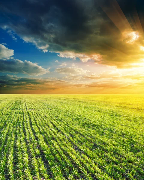 Zöld mező és naplemente — Stock Fotó