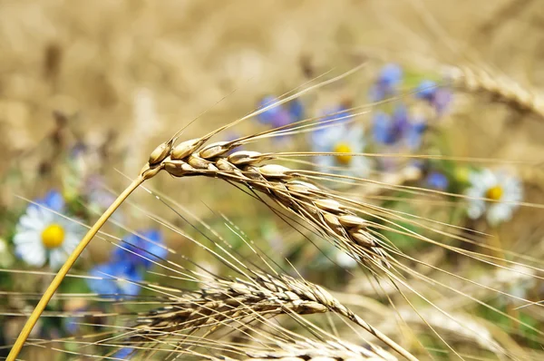 领域的小麦与鲜花 — 图库照片