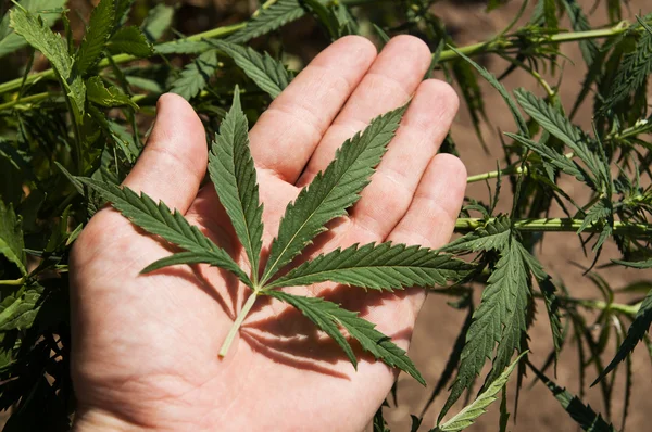 Foglia di marijuana in una mano — Foto Stock