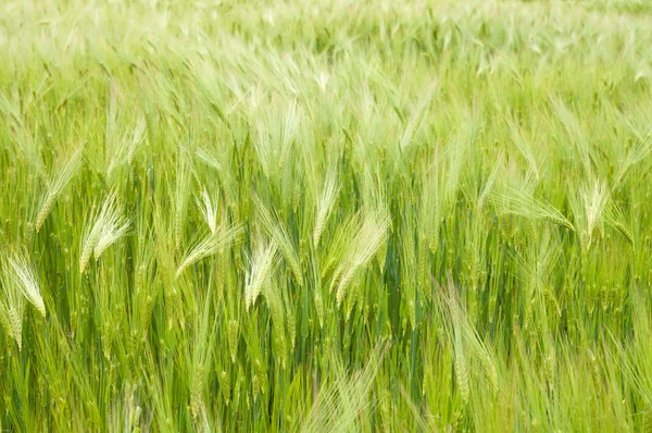 stock image Field with green wheat