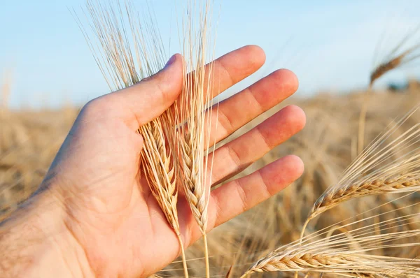 Pšenice v ruce — Stock fotografie