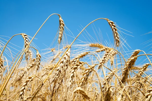 Reife Weizen Ohren gegen Himmel — Stockfoto