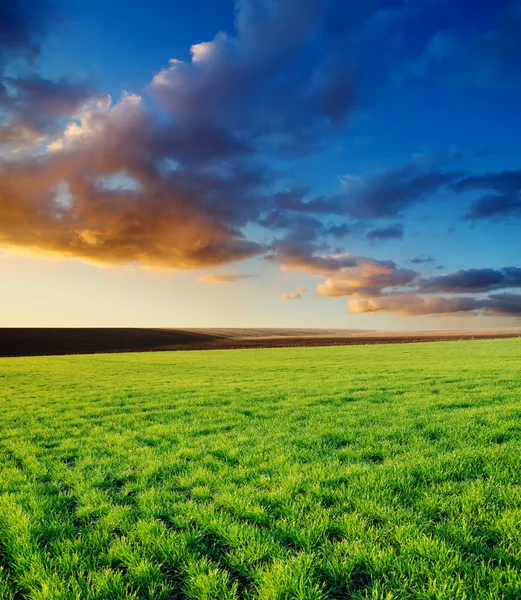 Groen veld en zonsondergang — Stockfoto