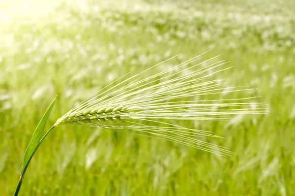 Yeşil buğday kulak — Stok fotoğraf