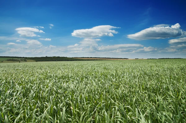 Field with green grass — Stock Photo, Image