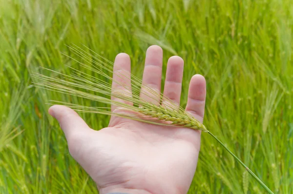 Elinde buğday — Stok fotoğraf